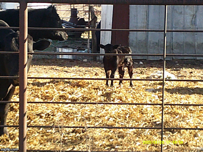 Just a cute calf I saw just down the street from my house! March 2022 | image tagged in calf,memes | made w/ Imgflip meme maker