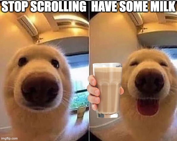 Bitches you BETER nOT FUCKING HATE THIS | STOP SCROLLING; HAVE SOME MILK | image tagged in wholesome doggo | made w/ Imgflip meme maker