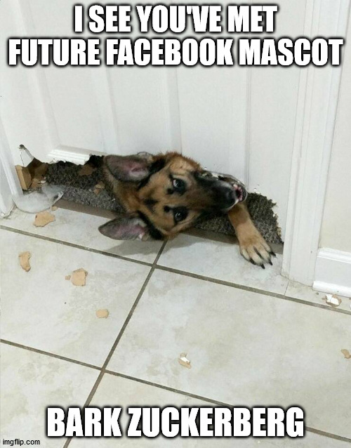 His special skill is chipping away at your privacy | I SEE YOU'VE MET FUTURE FACEBOOK MASCOT; BARK ZUCKERBERG | image tagged in dog,bathroom,privacy | made w/ Imgflip meme maker
