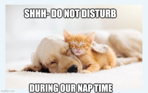 Sleepy time time | SHHH- DO NOT DISTURB; DURING OUR NAP TIME | image tagged in cute animals,nap time | made w/ Imgflip meme maker