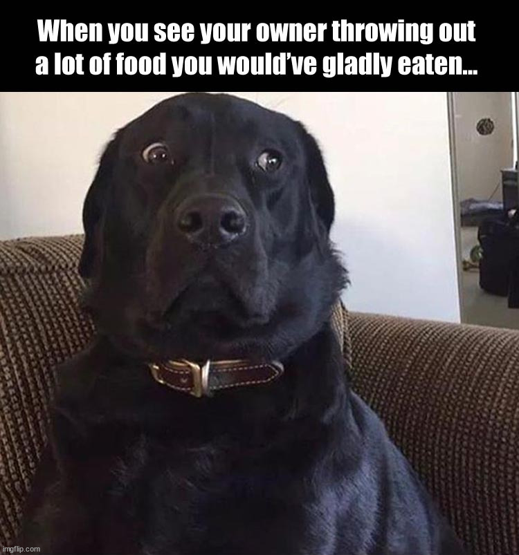 image tagged in dogs | made w/ Imgflip meme maker