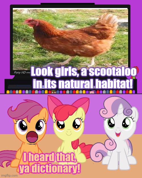 Scootaloo is a chicken | Look girls, a scootaloo in its natural habitat! I heard that, ya dictionary! | image tagged in chicken,scootaloo,is best chicken,buck buck buck,mlp fim | made w/ Imgflip meme maker