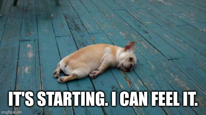 tired dog | IT'S STARTING. I CAN FEEL IT. | image tagged in tired dog | made w/ Imgflip meme maker