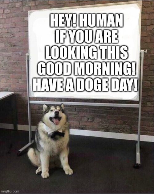 Good Morning |  HEY! HUMAN IF YOU ARE LOOKING THIS GOOD MORNING! HAVE A DOGE DAY! | image tagged in dog white board,dogecoin,doge,good morning,elon | made w/ Imgflip meme maker
