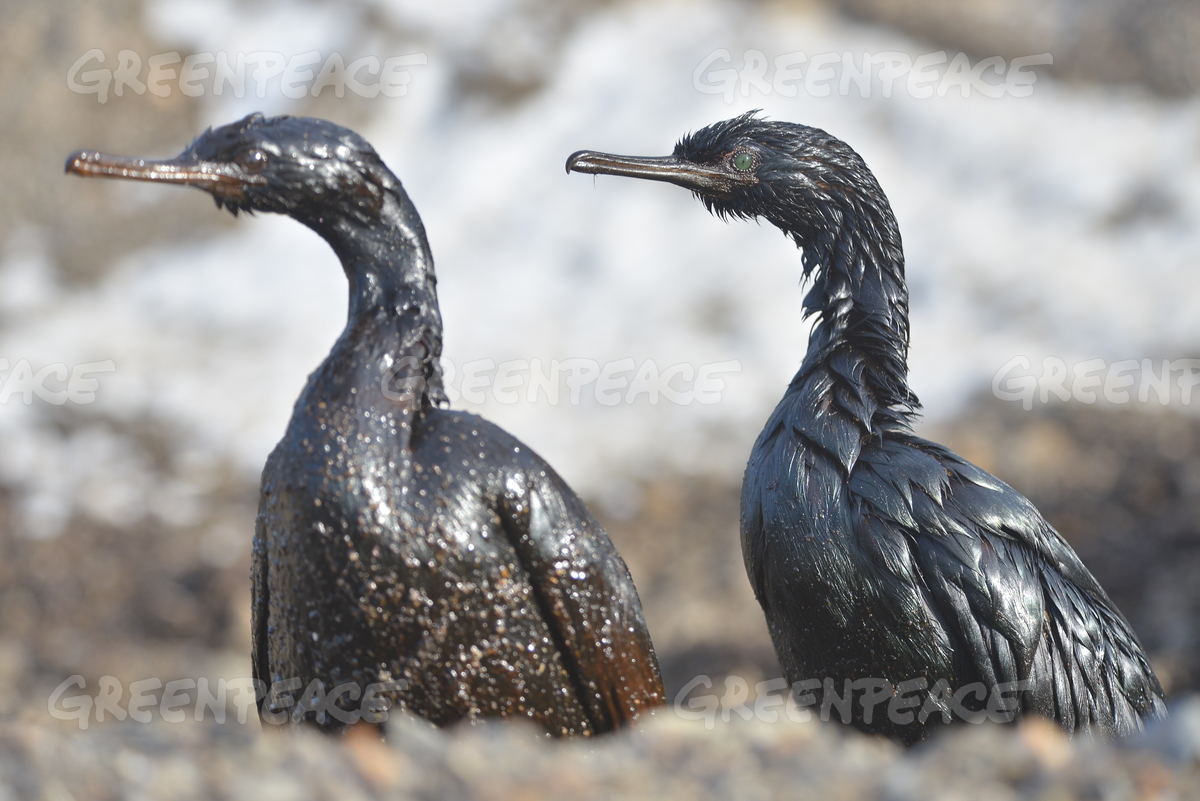 Oil Spill Birds Blank Meme Template