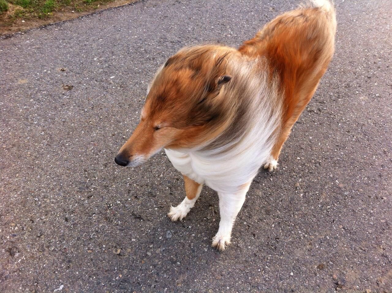 Dog Windy Blank Meme Template