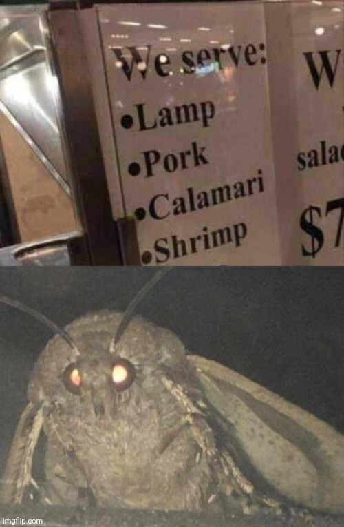 This restaurant is lit! | image tagged in lamp,moth,restaurant,light,meal | made w/ Imgflip meme maker