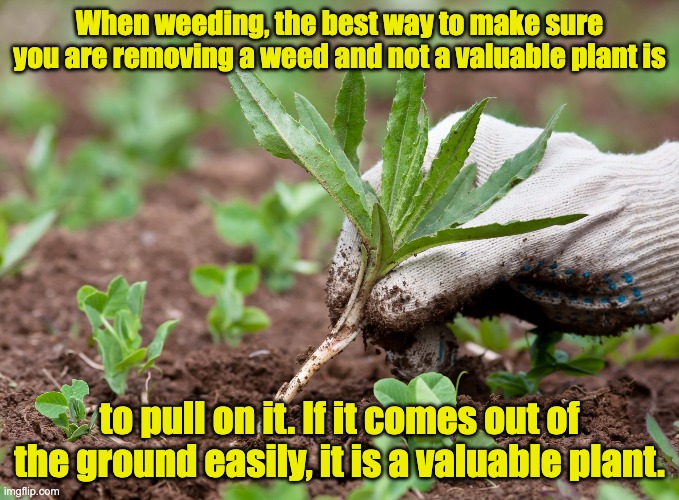 Weeding | When weeding, the best way to make sure you are removing a weed and not a valuable plant is; to pull on it. If it comes out of the ground easily, it is a valuable plant. | image tagged in dad joke | made w/ Imgflip meme maker