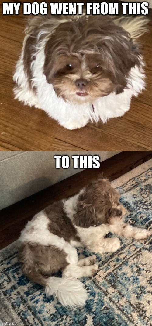 W/out and with her haircut- which version of her do you like best? Idrc if she has her haircut or not she's still cute :) | MY DOG WENT FROM THIS; TO THIS | image tagged in she look,doggo,haircut,ye | made w/ Imgflip meme maker
