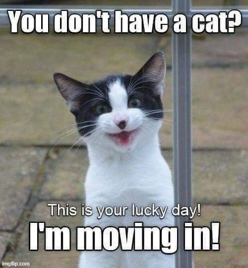 Moving day ! | image tagged in caturday | made w/ Imgflip meme maker