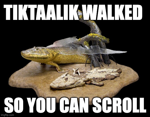 Tiktaalik walked so you can scroll | TIKTAALIK WALKED; SO YOU CAN SCROLL | image tagged in fish,evolution | made w/ Imgflip meme maker