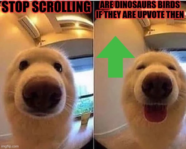 Are dinosaurs birds | STOP SCROLLING; ARE DINOSAURS BIRDS IF THEY ARE UPVOTE THEN | image tagged in wholesome doggo | made w/ Imgflip meme maker