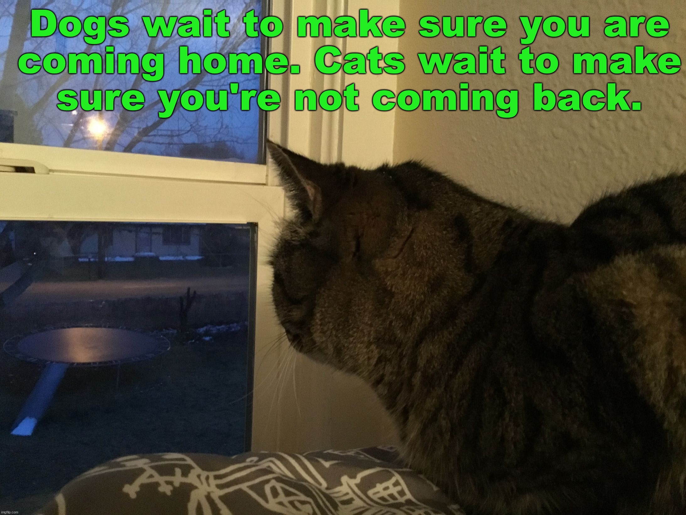 It’s a bird it’s a cat wait what oh yeah it’s a cat |  Dogs wait to make sure you are
coming home. Cats wait to make
sure you're not coming back. | image tagged in it s a bird it s a cat wait what oh yeah it s a cat,cats | made w/ Imgflip meme maker
