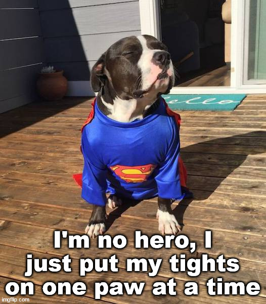 I'm no hero, I just put my tights on one paw at a time | image tagged in dogs | made w/ Imgflip meme maker