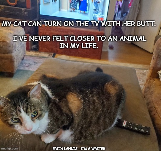Love My Cat |  MY CAT CAN TURN ON THE TV WITH HER BUTT. 
                    
I'VE NEVER FELT CLOSER TO AN ANIMAL IN MY LIFE. ERICA LANDIS - I'M A WRITER | image tagged in cats,humor,fat cat,pets | made w/ Imgflip meme maker