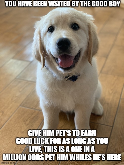 stop scrolling god has arrived | YOU HAVE BEEN VISITED BY THE GOOD BOY; GIVE HIM PET'S TO EARN GOOD LUCK FOR AS LONG AS YOU LIVE, THIS IS A ONE IN A MILLION ODDS PET HIM WHILES HE'S HERE | image tagged in marvel the golden retriever | made w/ Imgflip meme maker