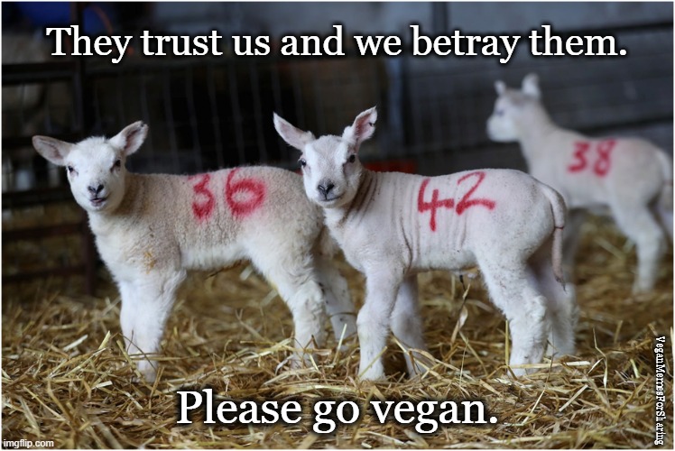 Slaughter of the Innocent |  They trust us and we betray them. Please go vegan. VeganMemesForSharing | image tagged in vegan,lamb,silence of the lambs,meat,bacon,chicken | made w/ Imgflip meme maker