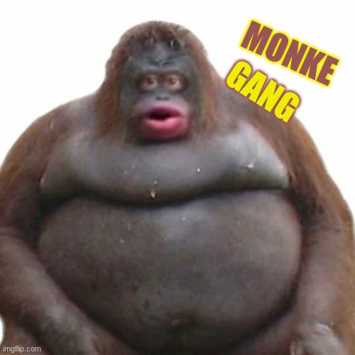 Monke Monke Monke | GANG; MONKE | image tagged in monkey,monke,monkeys | made w/ Imgflip meme maker
