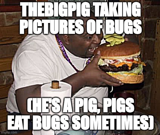 Pig Lore | THEBIGPIG TAKING PICTURES OF BUGS; (HE'S A PIG, PIGS EAT BUGS SOMETIMES) | image tagged in fat guy eating burger | made w/ Imgflip meme maker