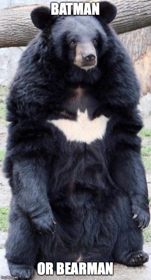 beer |  BATMAN; OR BEARMAN | image tagged in bear,batman,help | made w/ Imgflip meme maker