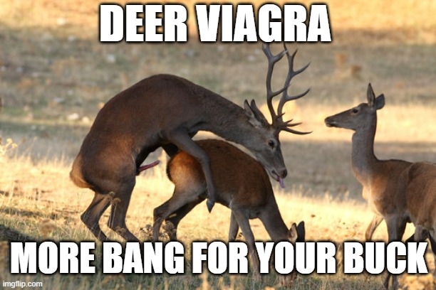 Deer Mating | DEER VIAGRA; MORE BANG FOR YOUR BUCK | image tagged in deer,sex,nsfw,sex jokes,funny memes,memes | made w/ Imgflip meme maker