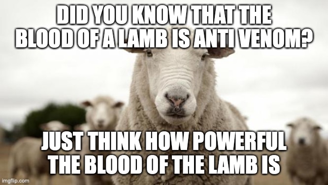 Sheep |  DID YOU KNOW THAT THE BLOOD OF A LAMB IS ANTI VENOM? JUST THINK HOW POWERFUL THE BLOOD OF THE LAMB IS | image tagged in sheep | made w/ Imgflip meme maker