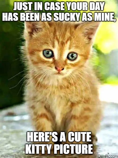 Have a kittle | JUST IN CASE YOUR DAY HAS BEEN AS SUCKY AS MINE, HERE'S A CUTE KITTY PICTURE | image tagged in cat,kitty | made w/ Imgflip meme maker