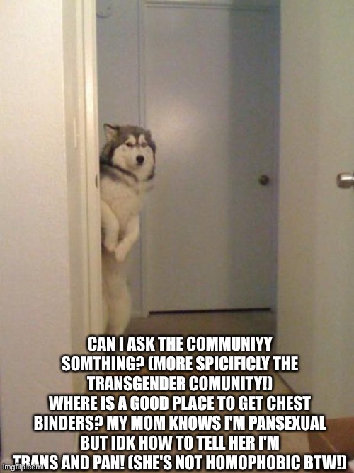 i really wanna know! | CAN I ASK THE COMMUNIYY SOMTHING? (MORE SPICIFICLY THE TRANSGENDER COMUNITY!)
WHERE IS A GOOD PLACE TO GET CHEST BINDERS? MY MOM KNOWS I'M PANSEXUAL BUT IDK HOW TO TELL HER I'M TRANS AND PAN! (SHE'S NOT HOMOPHOBIC BTW!) | image tagged in shy husky | made w/ Imgflip meme maker