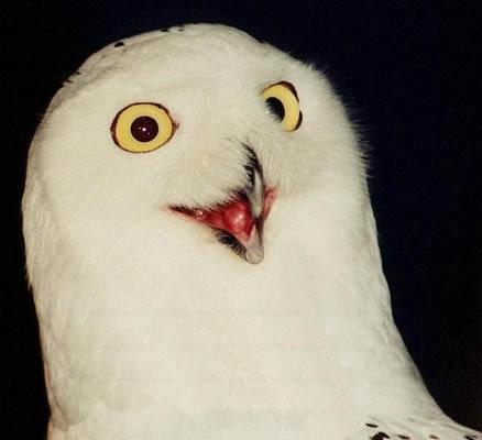 O RLY? Owl Blank Meme Template