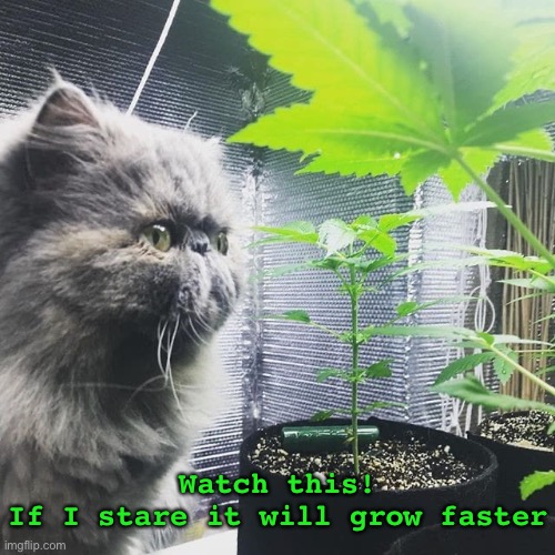 Hurry up and grow! | Watch this!
If I stare it will grow faster | image tagged in funny memes,cats,pot | made w/ Imgflip meme maker