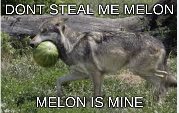 Me melon >:( | DONT STEAL ME MELON; MELON IS MINE | image tagged in wolf,watermelon,i have no idea what i am doing,lol | made w/ Imgflip meme maker