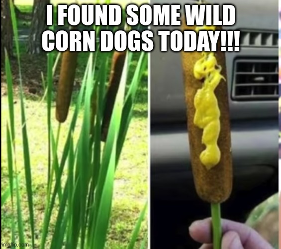 Wild Corndogs at the park |  I FOUND SOME WILD CORN DOGS TODAY!!! | image tagged in corndogs,weed | made w/ Imgflip meme maker