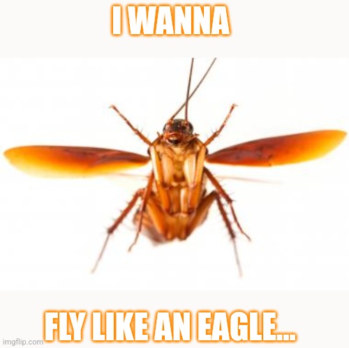 I WANNA FLY LIKE AN EAGLE... | made w/ Imgflip meme maker