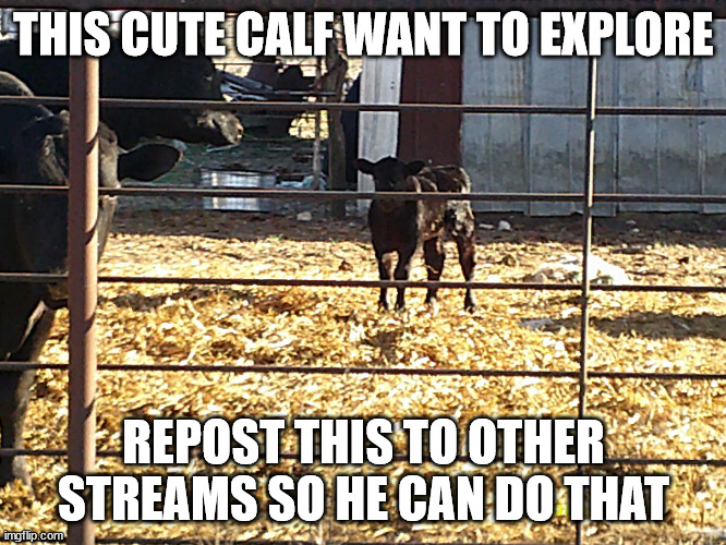 Calf | THIS CUTE CALF WANT TO EXPLORE; REPOST THIS TO OTHER STREAMS SO HE CAN DO THAT | image tagged in calf,memes | made w/ Imgflip meme maker