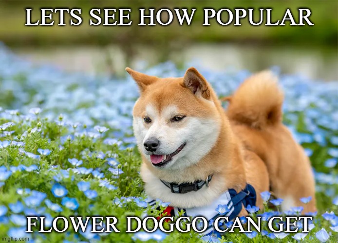  LETS SEE HOW POPULAR; FLOWER DOGGO CAN GET | image tagged in doggo,cute,oh wow are you actually reading these tags | made w/ Imgflip meme maker