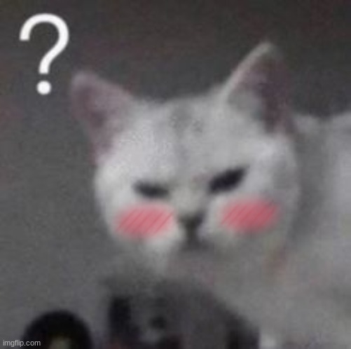 confused cat | image tagged in confused cat | made w/ Imgflip meme maker