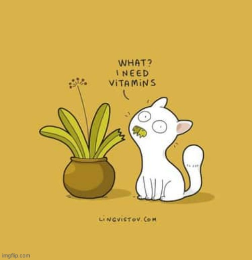 A Cat's Way Of Thinking | image tagged in memes,comics,cats,eating,plant,eating healthy | made w/ Imgflip meme maker