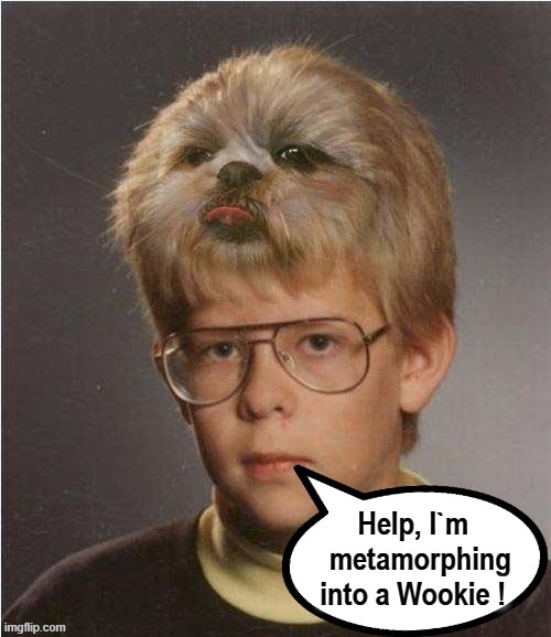 Metamorphosis | image tagged in wookie | made w/ Imgflip meme maker