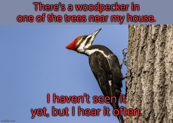 Drum solo | There's a woodpecker in one of the trees near my house. I haven't seen it yet, but I hear it often. | image tagged in twistos woodpecker,bird,sound,animal | made w/ Imgflip meme maker
