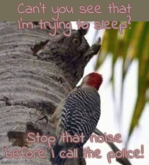 Day sleeper |  Can't you see that I'm trying to sleep? Stop that noise before I call the police! | image tagged in owl woodpecker,exhausted,will you shut up man | made w/ Imgflip meme maker