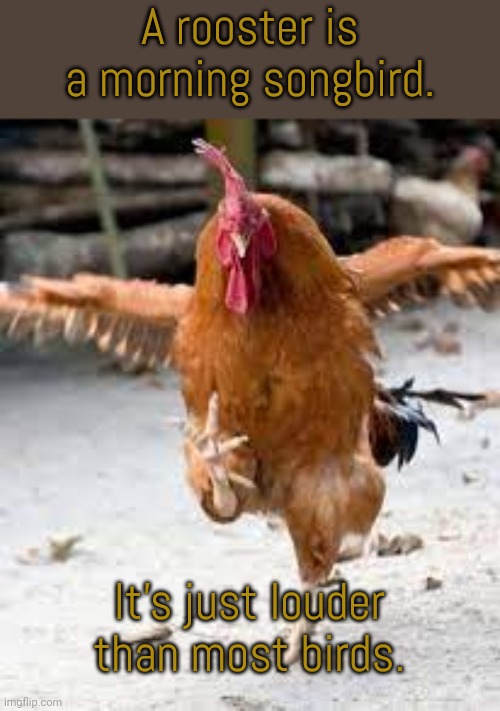 "Good morning everyone!" | A rooster is a morning songbird. It's just louder than most birds. | image tagged in chiken,animal,the great awakening | made w/ Imgflip meme maker