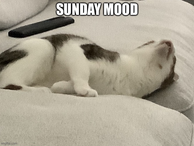 Sunday Mood |  SUNDAY MOOD | image tagged in sunday mood | made w/ Imgflip meme maker