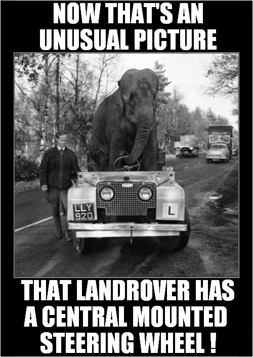 For All You Landrover Fans ! |  NOW THAT'S AN UNUSUAL PICTURE; THAT LANDROVER HAS
A CENTRAL MOUNTED 
STEERING WHEEL ! | image tagged in fun,classic car,landrover,elephant | made w/ Imgflip meme maker