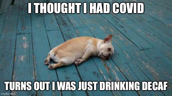 tired dog | I THOUGHT I HAD COVID; TURNS OUT I WAS JUST DRINKING DECAF | image tagged in tired dog | made w/ Imgflip meme maker