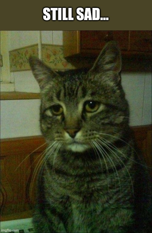 Depressed Cat Meme | STILL SAD... | image tagged in memes,depressed cat | made w/ Imgflip meme maker