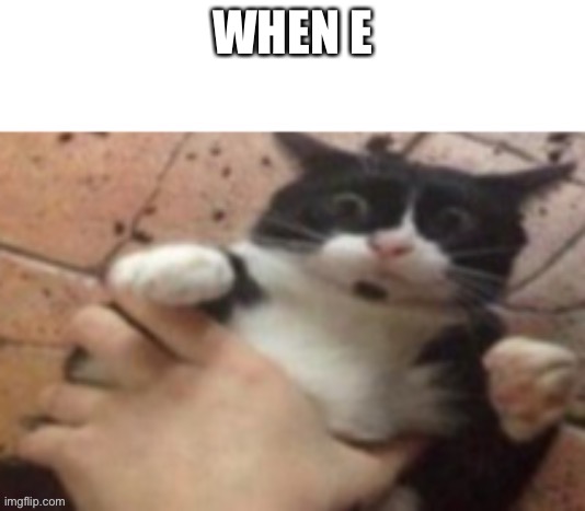 Idk | WHEN E | image tagged in cat caught in 4 k | made w/ Imgflip meme maker