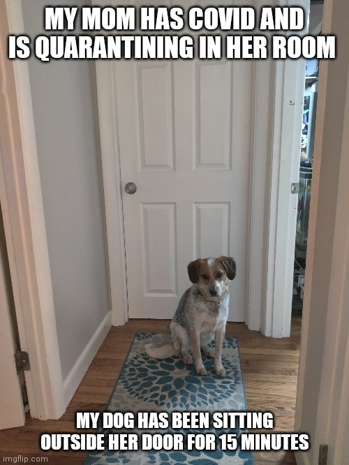 MY MOM HAS COVID AND IS QUARANTINING IN HER ROOM; MY DOG HAS BEEN SITTING OUTSIDE HER DOOR FOR 15 MINUTES | made w/ Imgflip meme maker
