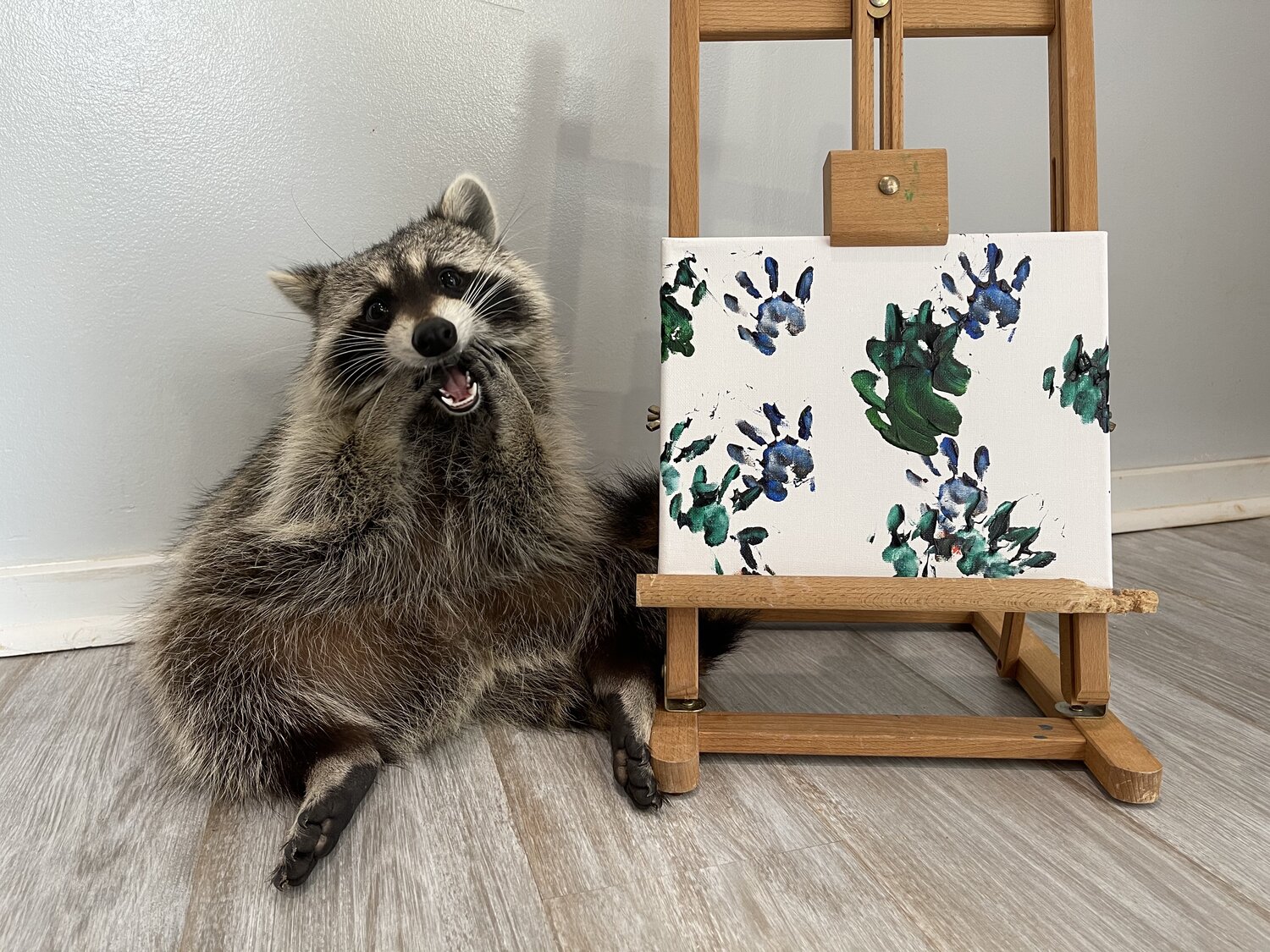 High Quality Raccoon explains Blank Meme Template