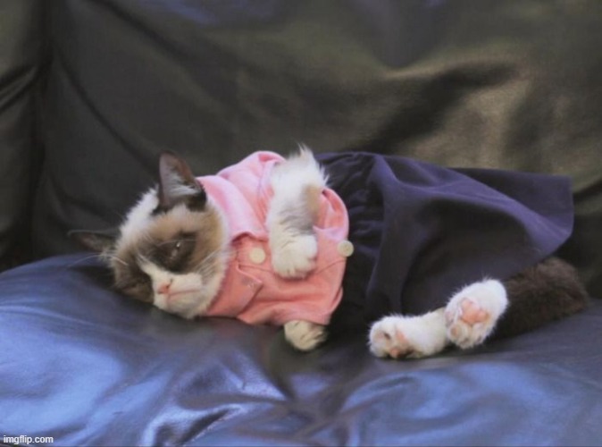 Grumpy Cat Dressed Up | image tagged in grumpy cat dressed up | made w/ Imgflip meme maker