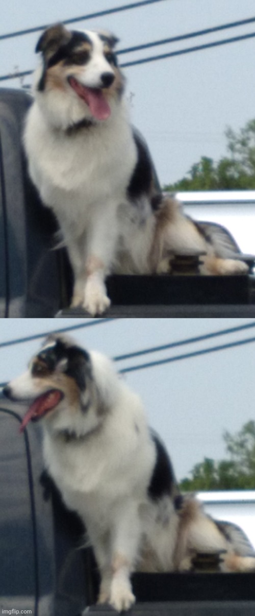 no idea whose dog this is but l o o k | made w/ Imgflip meme maker